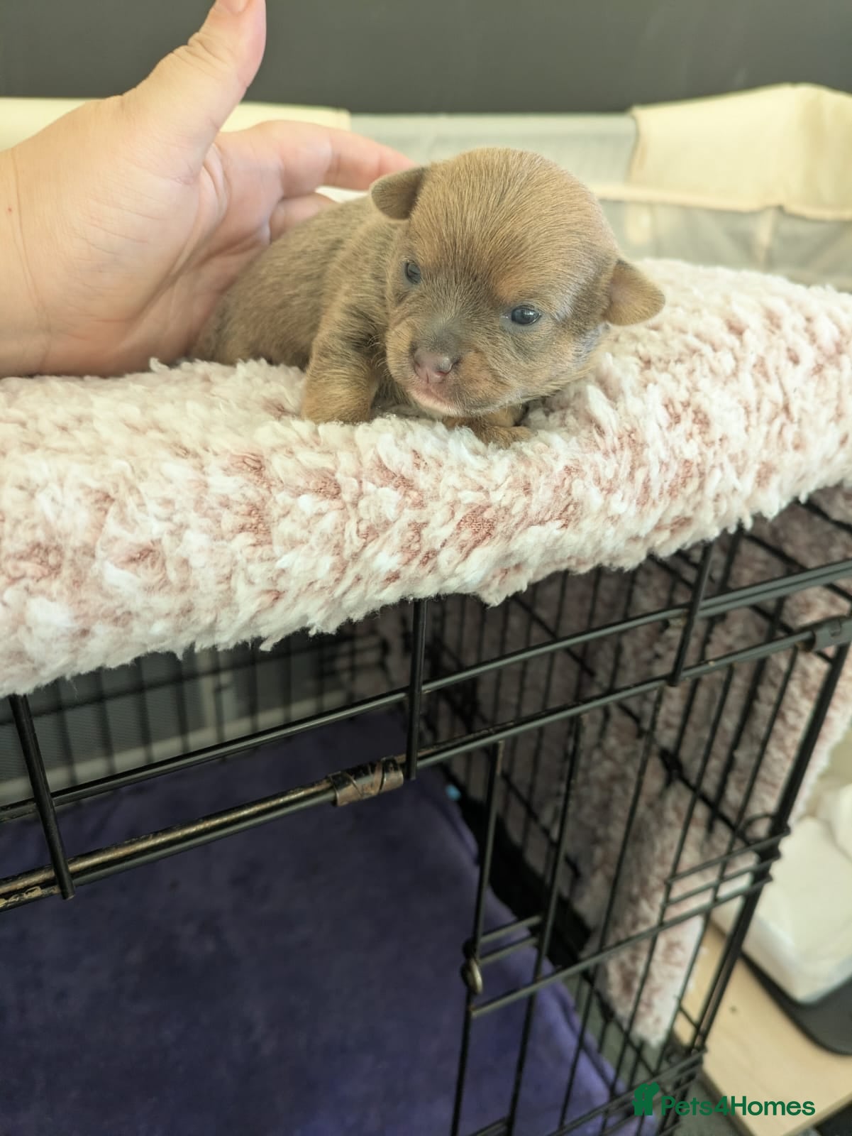 Pomchi dogs Pomchi pups - Advert 1