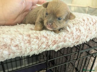 Pomchi dogs Pomchi pups - Advert 15