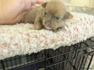 Pomchi dogs Pomchi pups - Advert 4