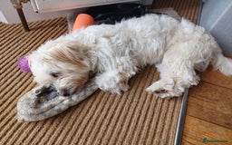 Mixed Breed dogs for adoption: Madalina  - Image 4