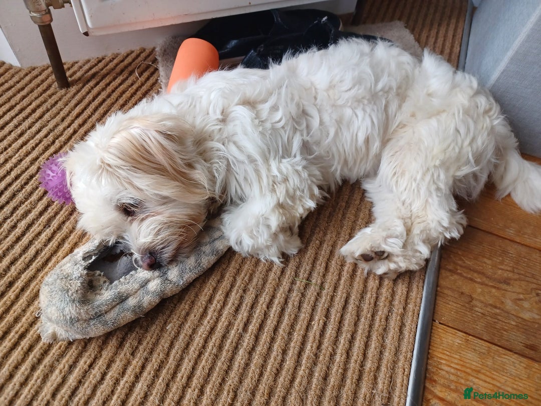 Mixed Breed dogs for adoption: Madalina  - Image 4