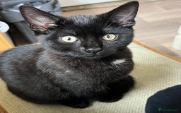 Domestic Shorthair cats for sale: Beautiful Black Kitten for Sale  - Image 2