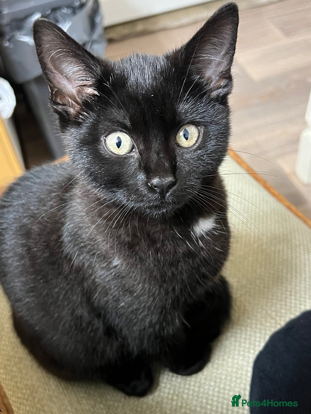 Domestic Shorthair cats for sale: Beautiful Black Kitten for Sale  - Image 2