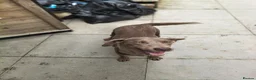 Labrador Retriever dogs for sale: Gorgeous silver Labrador puppies  - Advert 5