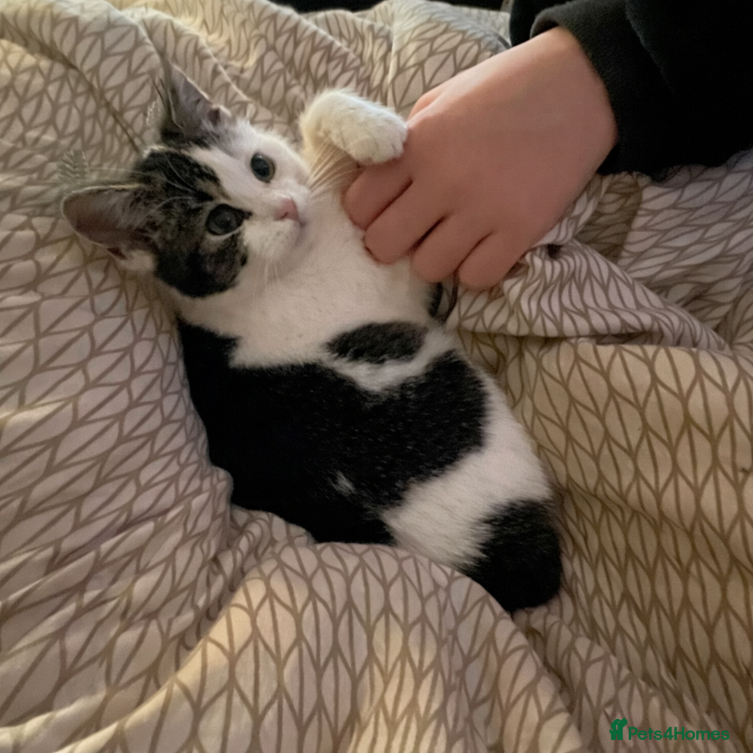 British Longhair cats for sale: Bsh x  - Advert 2