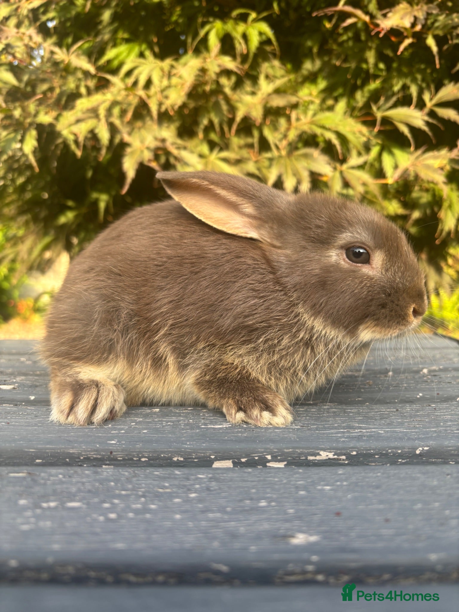 Mini Lop rabbits Female chocolate otter / black self cross - Advert 2