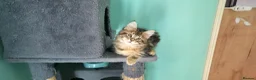 Mixed Breed cats for sale: Smart & Playful Maine Coon Cross Kittens - Advert 9