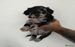 Doxiepoo dogs for sale: Beautiful fluffy Doxipoo puppies - Image 4
