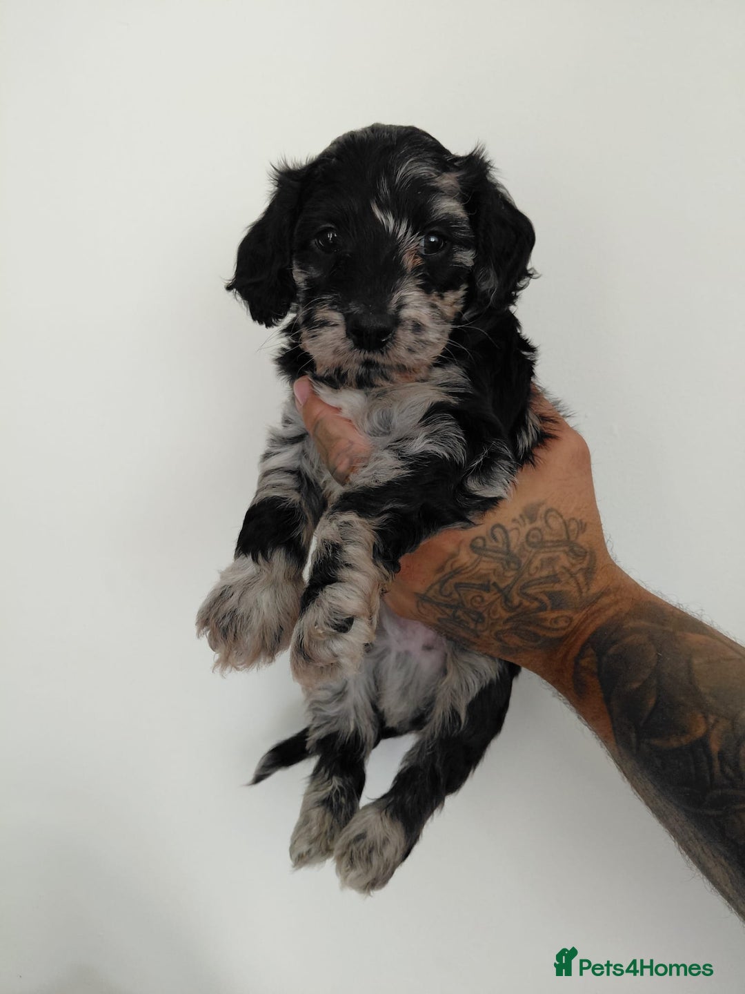 Doxiepoo dogs for sale: Beautiful fluffy Doxipoo puppies - Image 4