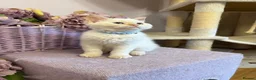 Selkirk Rex cats for sale: Selkirk rex kittens!ONE CURLY KITTEN LEFT! - Advert 6