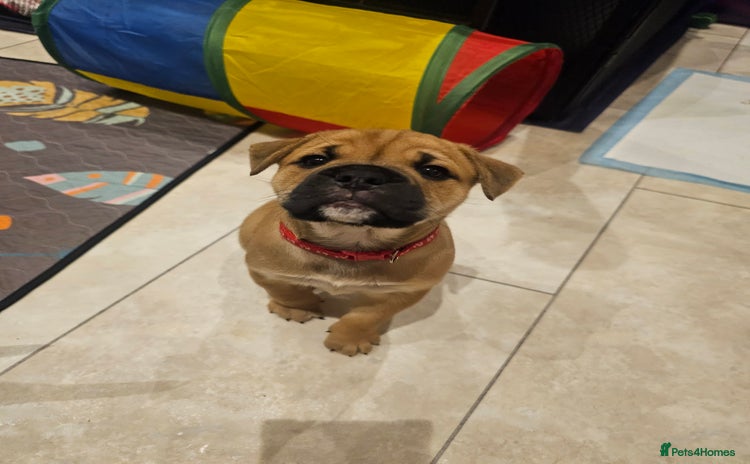 Mixed Breed dogs Beautiful puppies  - Advert 3