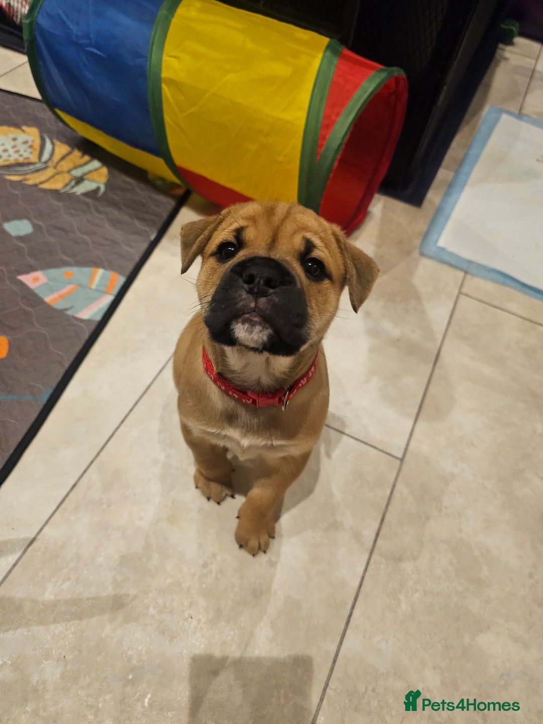 Mixed Breed dogs for sale: Baby bullmastiffs x - Advert 2