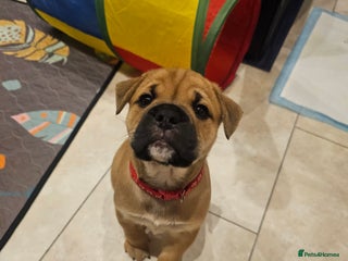 Mixed Breed dogs Beautiful puppies - Advert 10