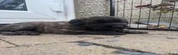 Mixed Breed dogs for sale: Bouvier Des Flanders / Giant Schnauzer  - Advert 9