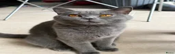 British Shorthair cats for sale: 🐾 Exceptional GCCF British Shorthair Kittens 🐾 - Advert 3