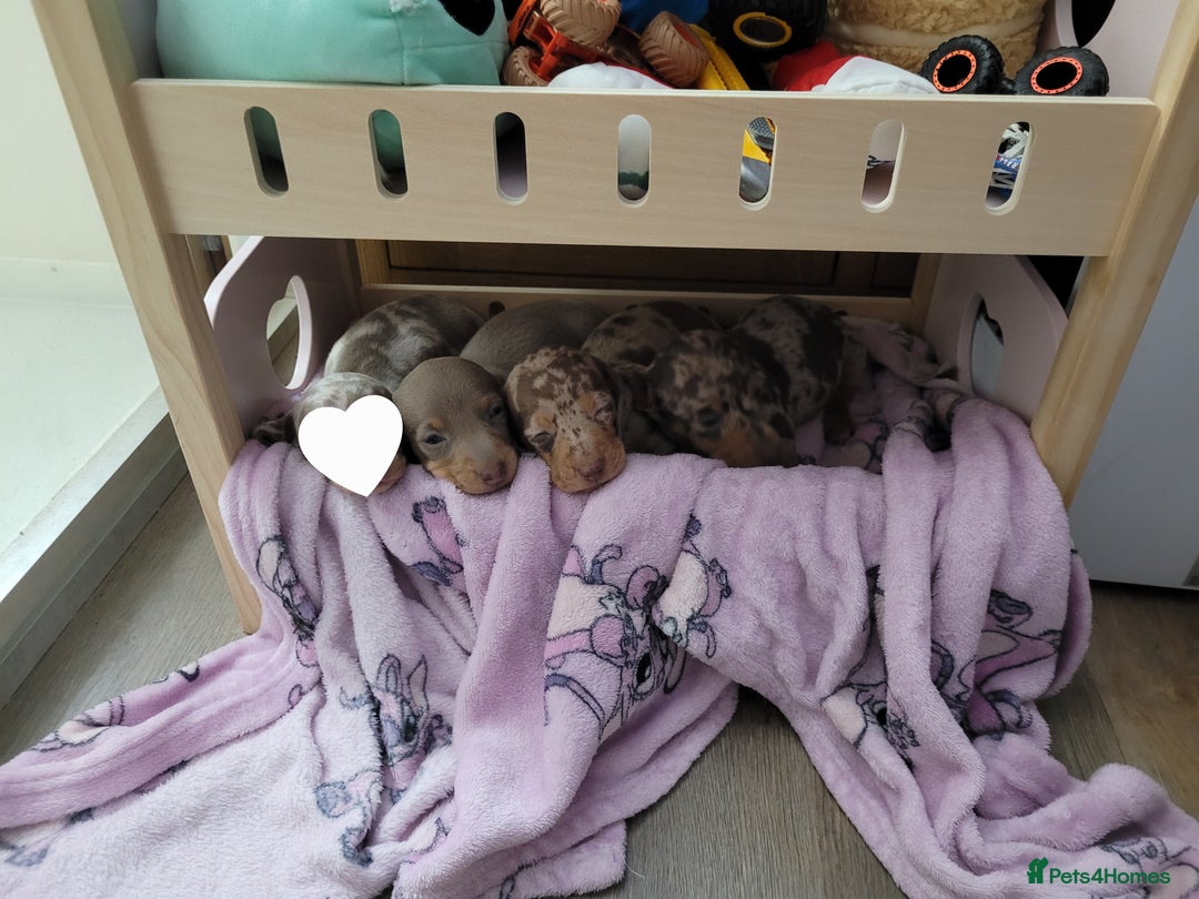 Miniature Dachshund dogs for sale: Kc miniature dachshunds - Image 4