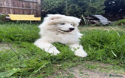 Samoyed dogs for sale: 🌟Beautiful Samoyed Puppy – Champion Bloodline🌟 - Image 3