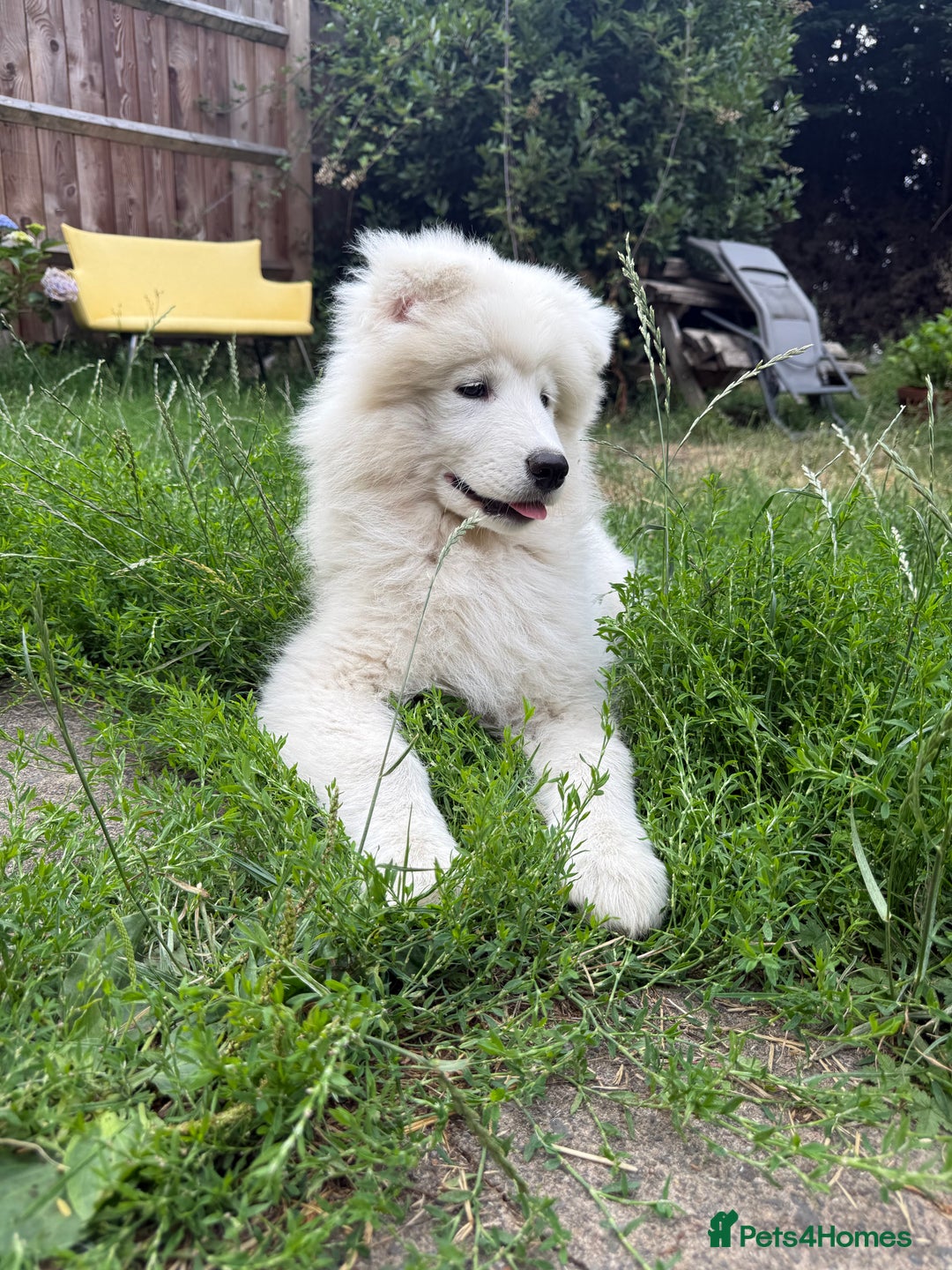 Samoyed dogs for sale: 🌟Beautiful Samoyed Puppy – Champion Bloodline🌟 - Image 3