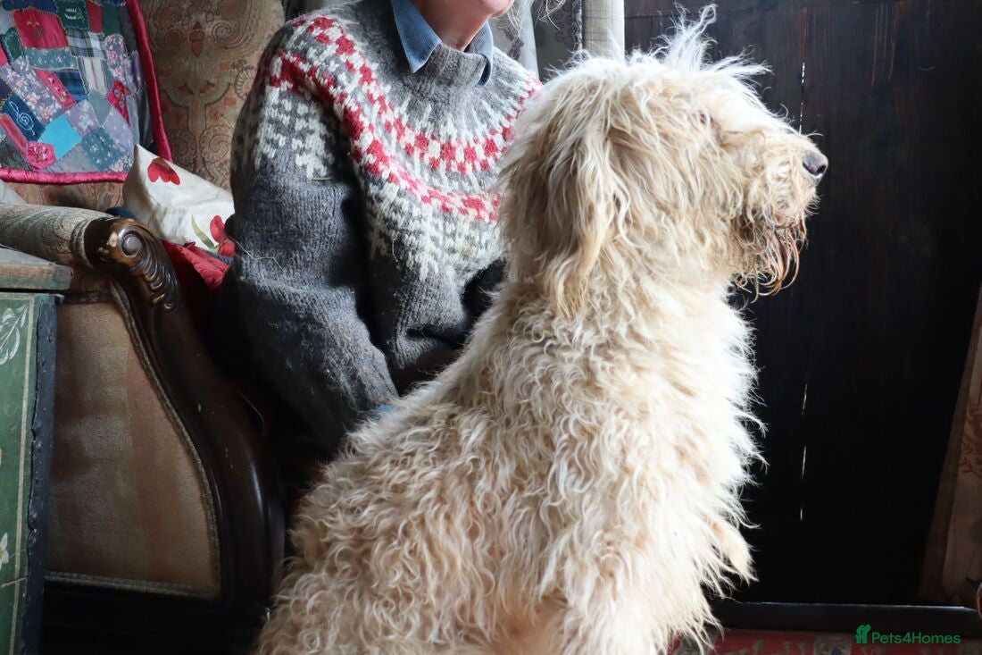 Labradoodle dogs Beautiful Third-Generation Labradoodle Puppie - Advert 2
