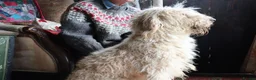 Labradoodle dogs for sale: Beautiful Third-Generation Labradoodle Puppie - Advert 2