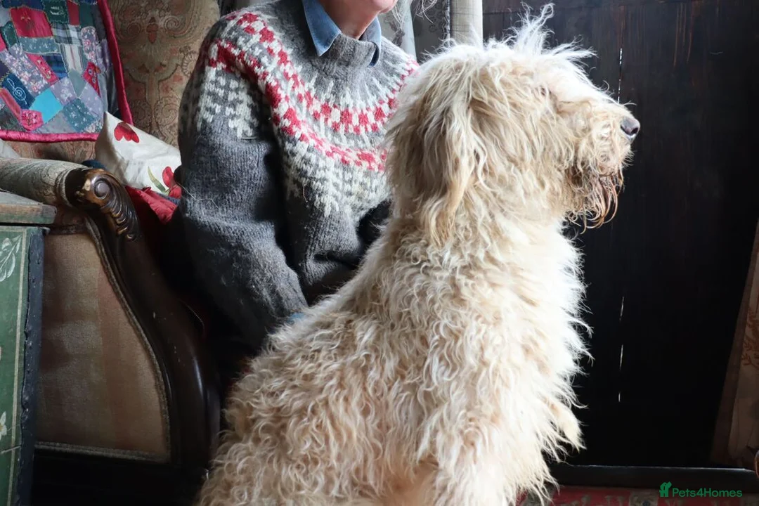 Labradoodle dogs for sale: Beautiful Third-Generation Labradoodle Puppie - Advert 2