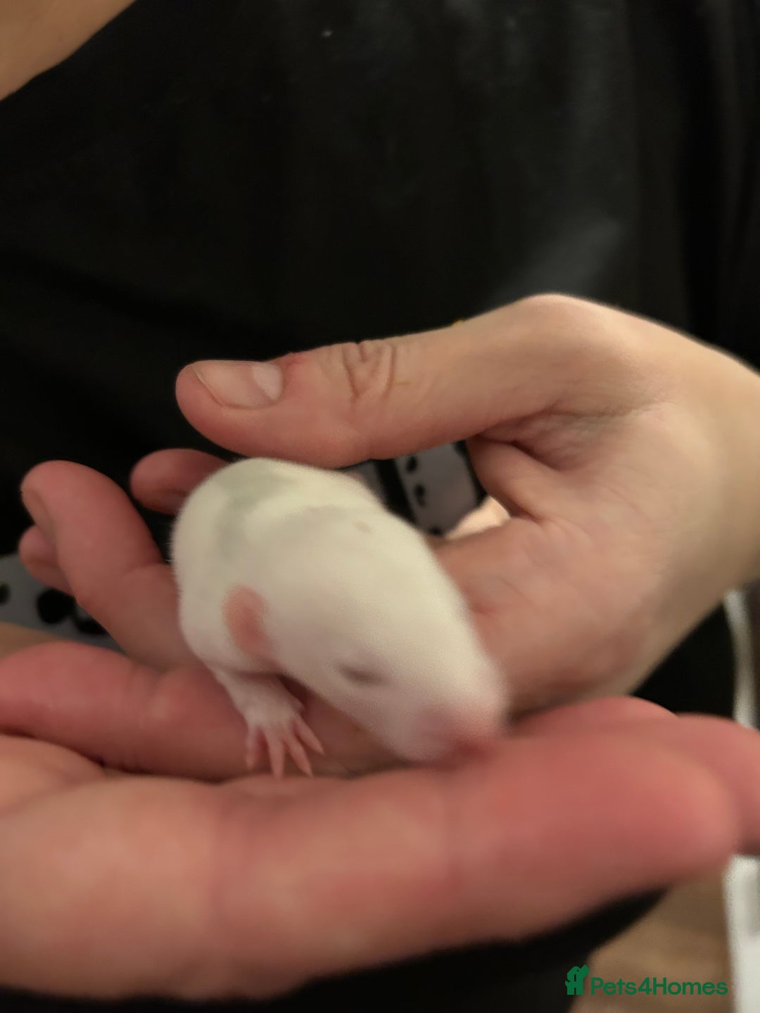 Rat rodents for sale: Fancy Rats - Advert 13