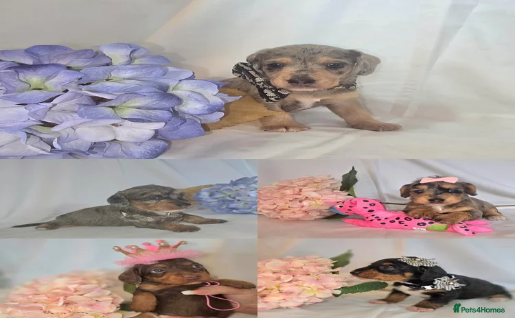 Mixed Breed dogs - Advert 2