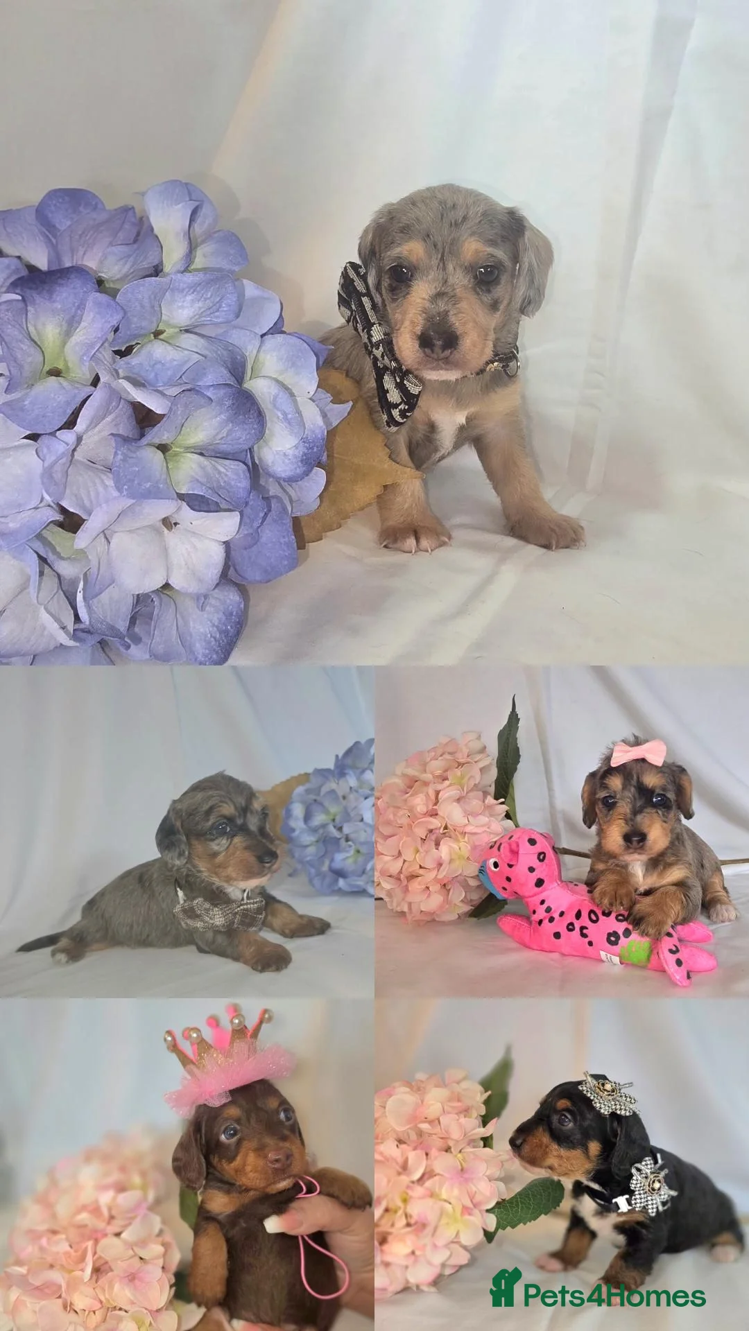 Mixed Breed dogs for sale:  miniature dachshund cross toy poodle doxiepoo   - Image 1