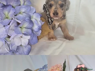 Mixed Breed dogs - Advert 12