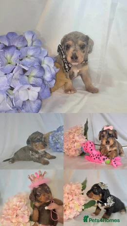 Mixed Breed dogs - Advert 5