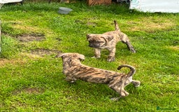 Staffordshire Bull Terrier dogs for sale: Beautiful Staffy pups - Image 19