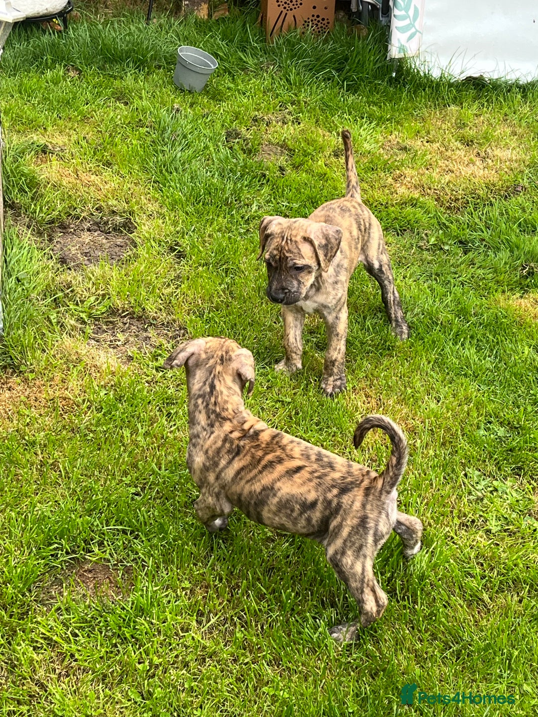 Staffordshire Bull Terrier dogs for sale: Beautiful Staffy pups - Image 19