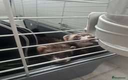 Ferret rodents for sale: ferret jills for sale - Image 1
