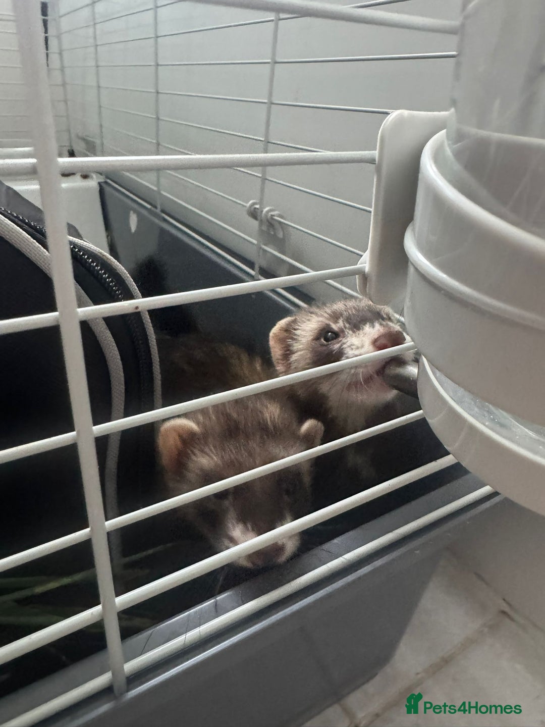 Ferret rodents for sale: ferret jills for sale - Image 1