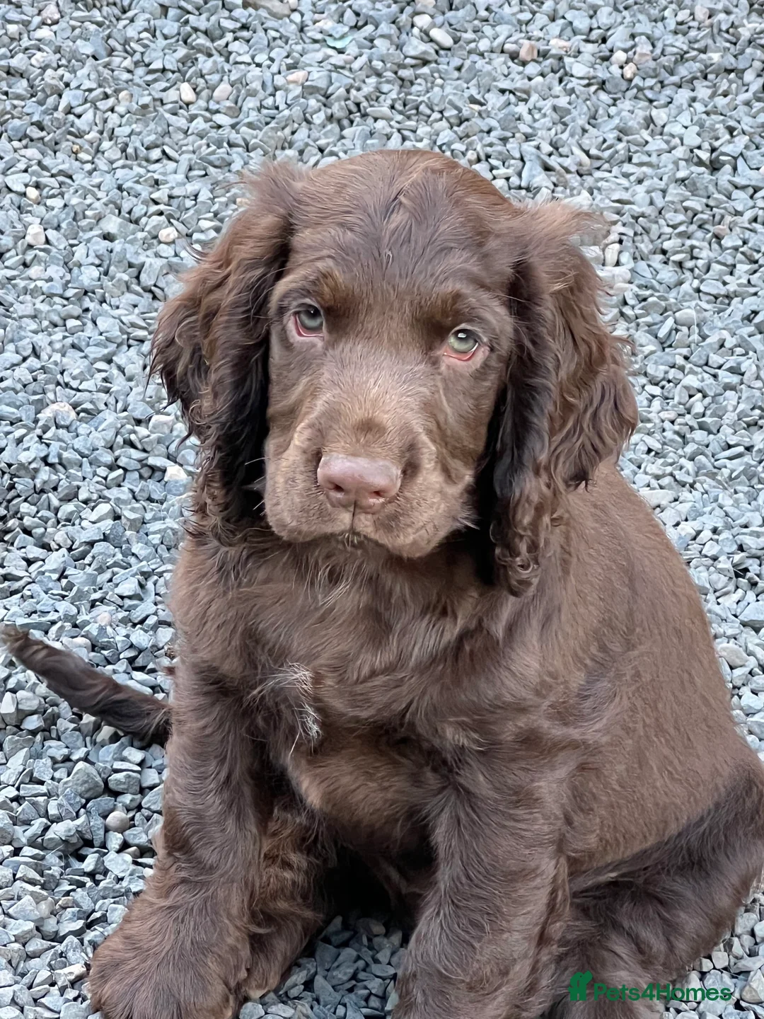 Cocker Spaniel dogs for stud: KC Reg well proven Working Cocker Spaniel at Stud  - Advert 3