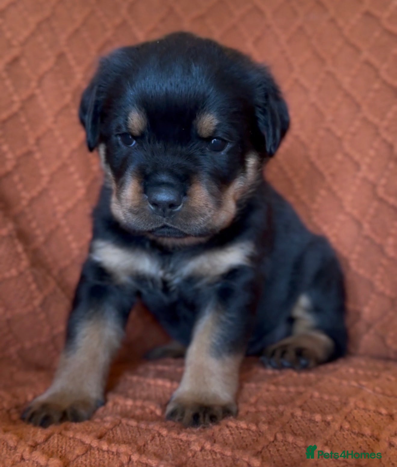 Rottweiler dogs Quality Rottweiler puppies - Advert 5