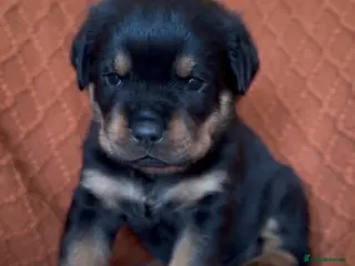 Rottweiler dogs Quality Rottweiler puppies - Advert 3