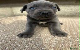 Cane Corso dogs for sale: Cane corso pups - Image 2