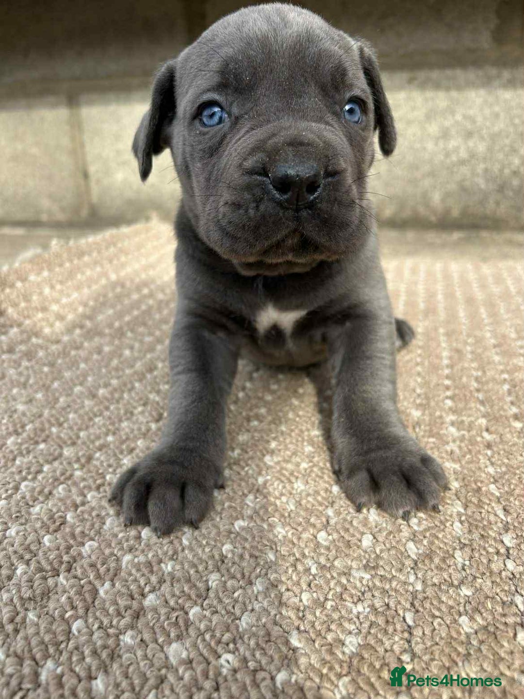 Cane Corso dogs for sale: Cane corso pups - Image 2