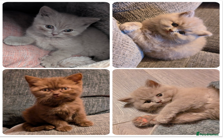 British Longhair cats - Advert 4
