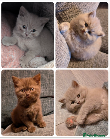 British Longhair cats - Advert 8