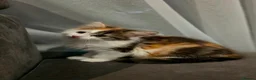 Mixed Breed cats for sale: 3 Beautiful Fluffy Kittens Looking for Homes - Advert 9