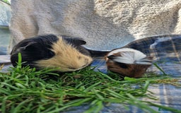 Guinea Pig rodents for sale: Handsome crested agouti shelte breed  - Image 9