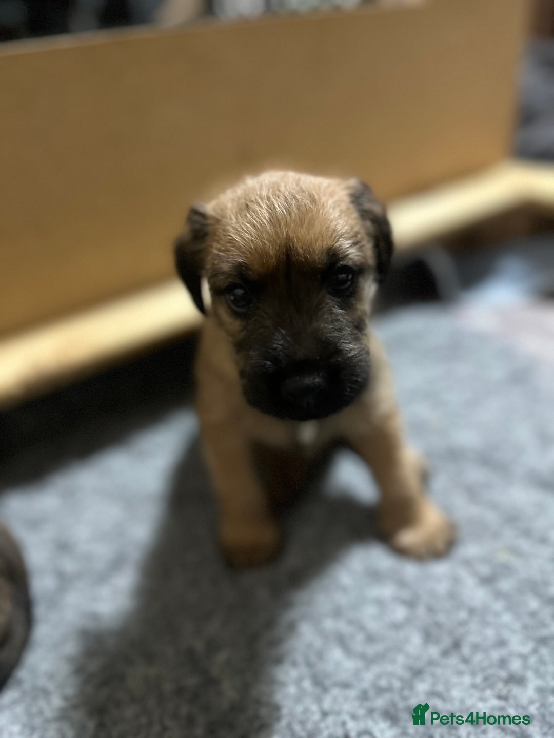 Patterdale Terrier dogs for sale: 5 Gorgeous Patterdale Puppies  - Advert 3