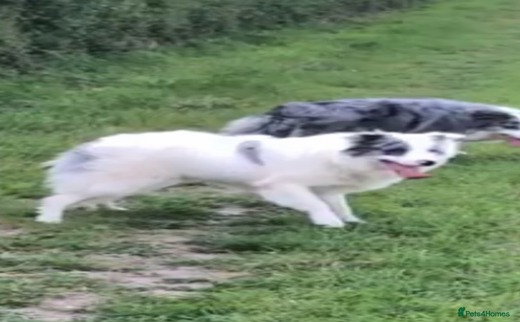 Border Collie dogs - Advert 1