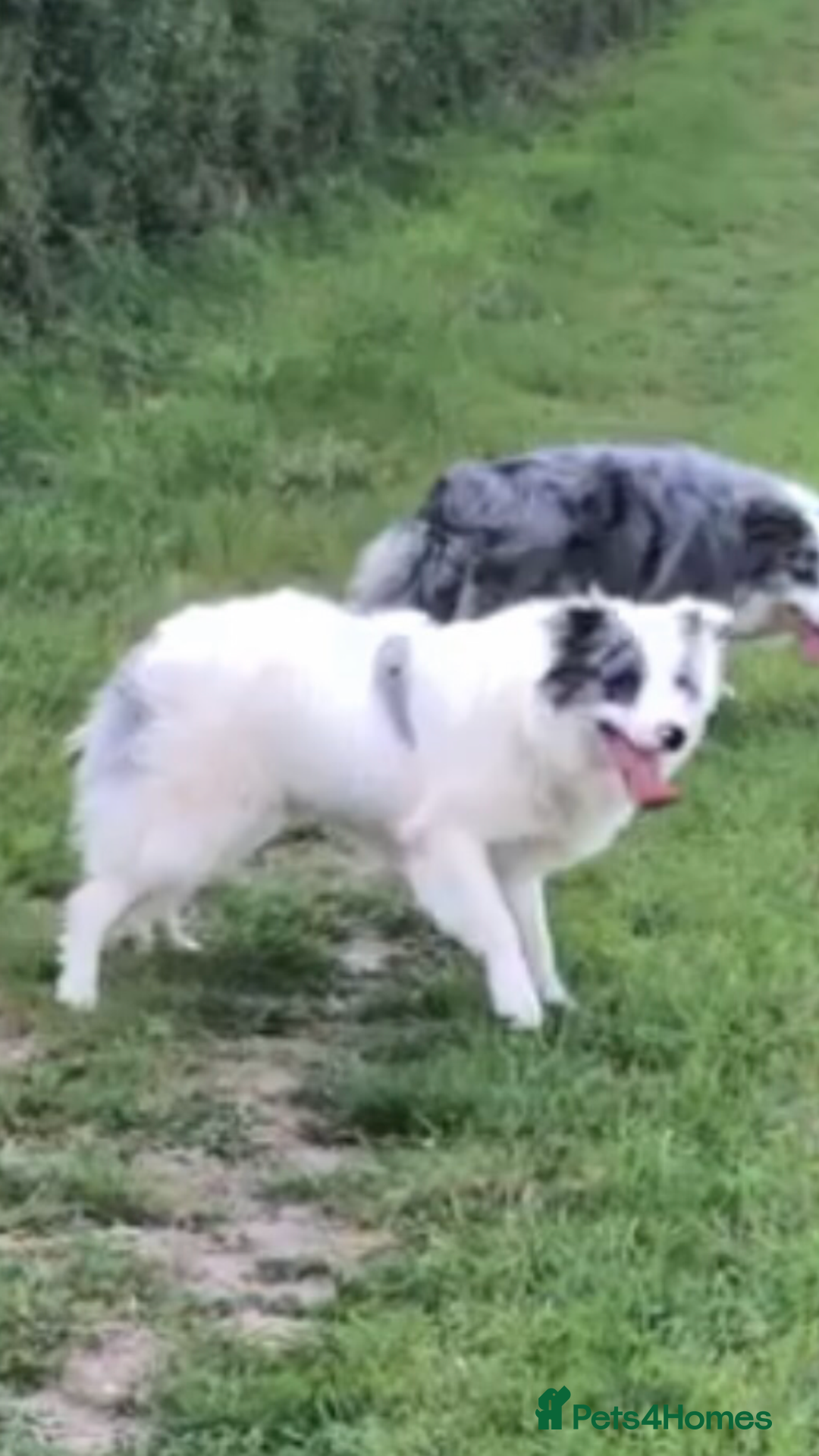 Border Collie dogs for sale: 3year old border collie male  - Image 1