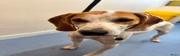 Mixed Breed dogs for adoption: Lucky, dream boy pointer 1 years old  in Nottingham - Advert 9