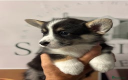 Welsh Corgi Pembroke dogs for sale: Pedigree, health tested parents, licensed breeder - Image 5