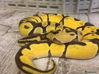 Python Snake reptiles in Heathfield - Advert 12