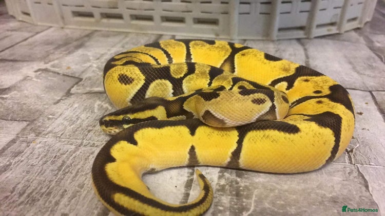 Python Snake reptiles in Heathfield - Advert 5